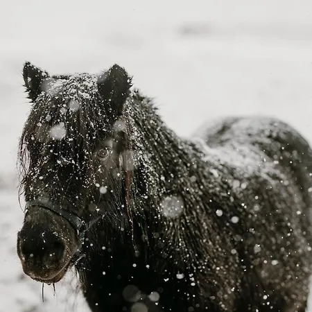 Osada Krasne - Blisko Natury 山林小屋 Bukowiec (Lower Silesia)