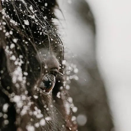 山林小屋 Osada Krasne - Blisko Natury