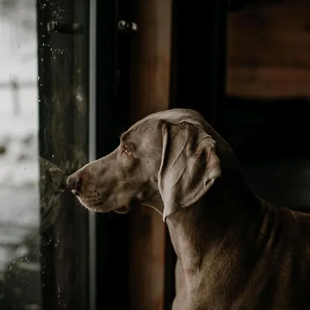 山林小屋 Osada Krasne - Blisko Natury Bukowiec (Lower Silesia)