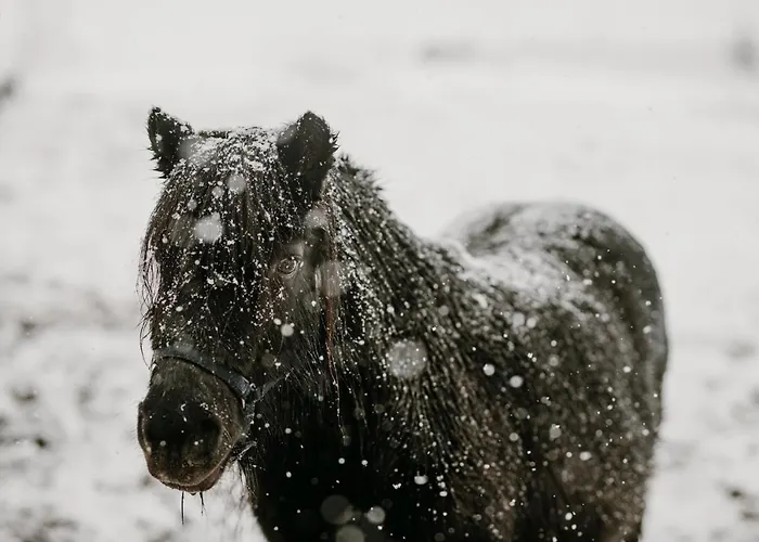 Osada Krasne - Blisko Natury Lodge Bukowiec (Lower Silesia)