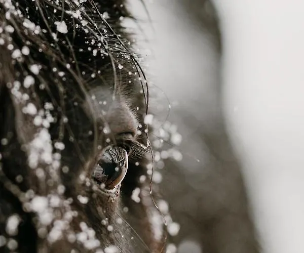 Domek letniskowy Osada Krasne - Blisko Natury