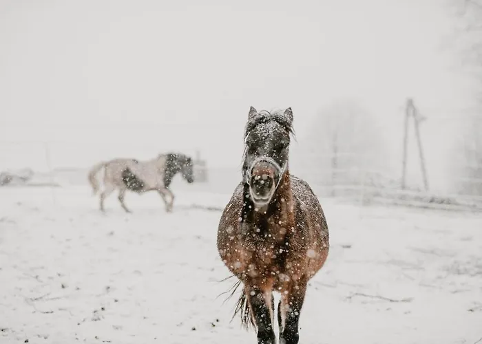 Osada Krasne - Blisko Natury Bukowiec (Lower Silesia)